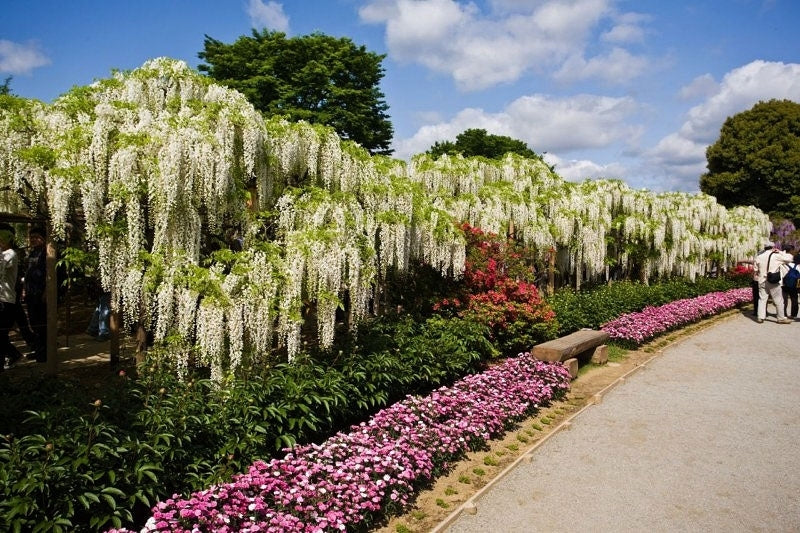 White Japanese Wisteria