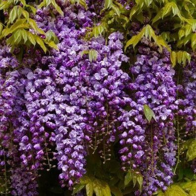 Black Dragon Japanese Wisteria