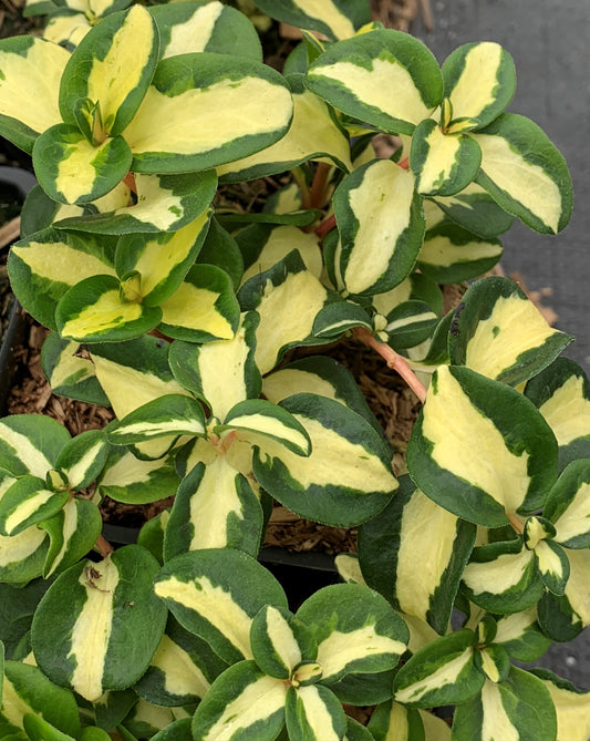 Vinca Major Big Leaf Variegated Periwinkle