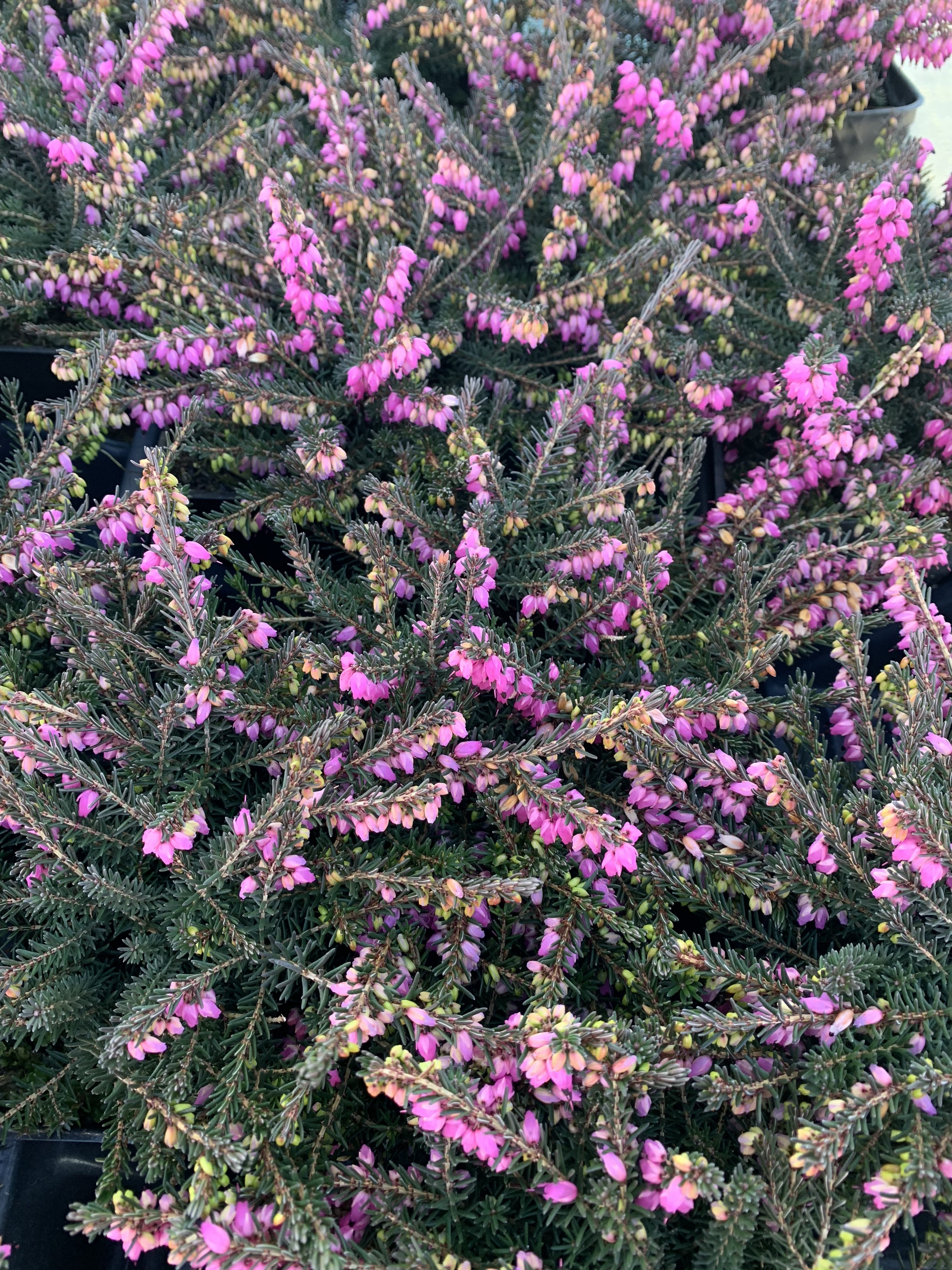 Erica Kramer S Rote Red Heather Plants4home
