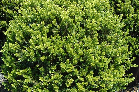 Green Beauty Boxwood