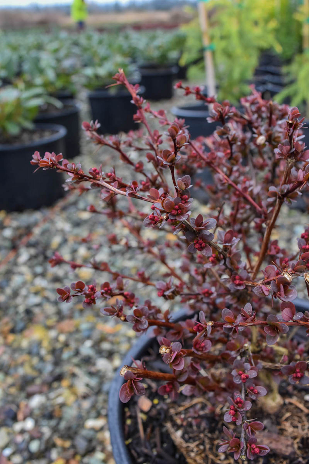crimson pygmy barberry winter