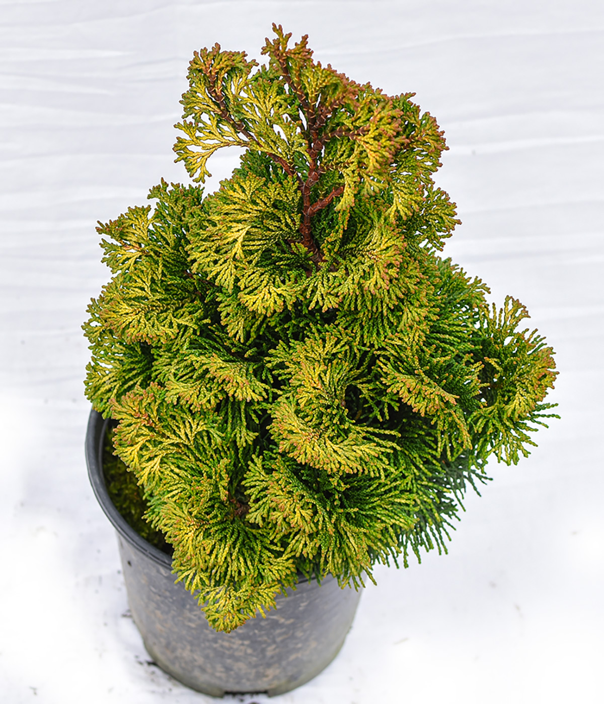 Verdoni Dwarf Hinoki False Cypress Plants4home,Gaillardia Varieties