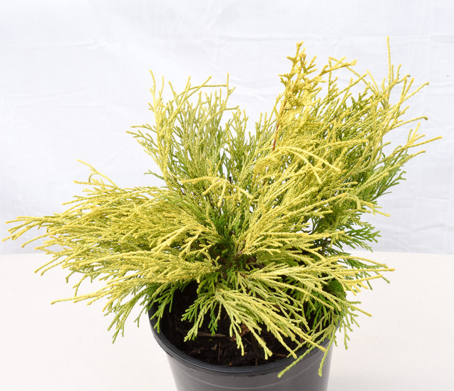 Golden Mop Threadleaf False Cypress | Plants4Home Gold Mop Cypress