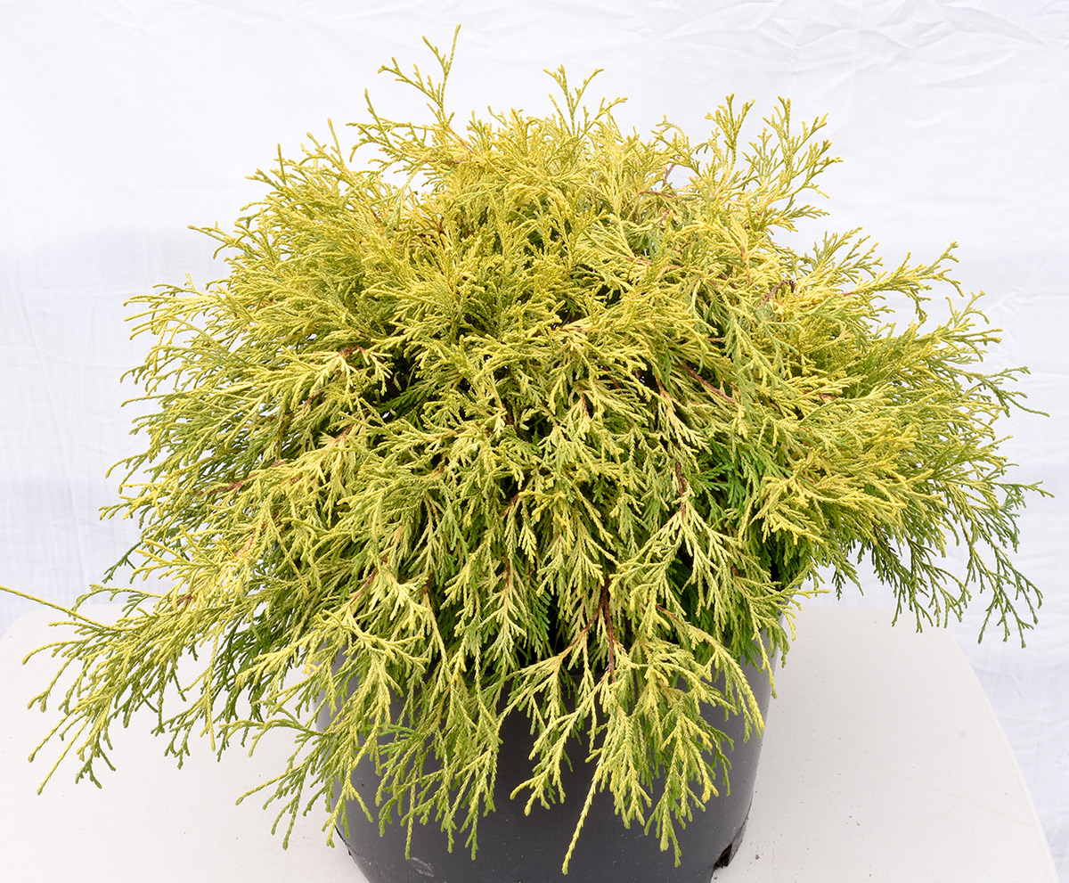 Golden Mop Threadleaf False Cypress | Plants4Home Gold Mop Cypress
