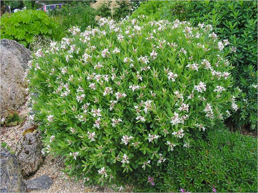 Daphne 'Eternal Fragrance' Evergreen Spring Flowering Shrub in a 2L Pot 