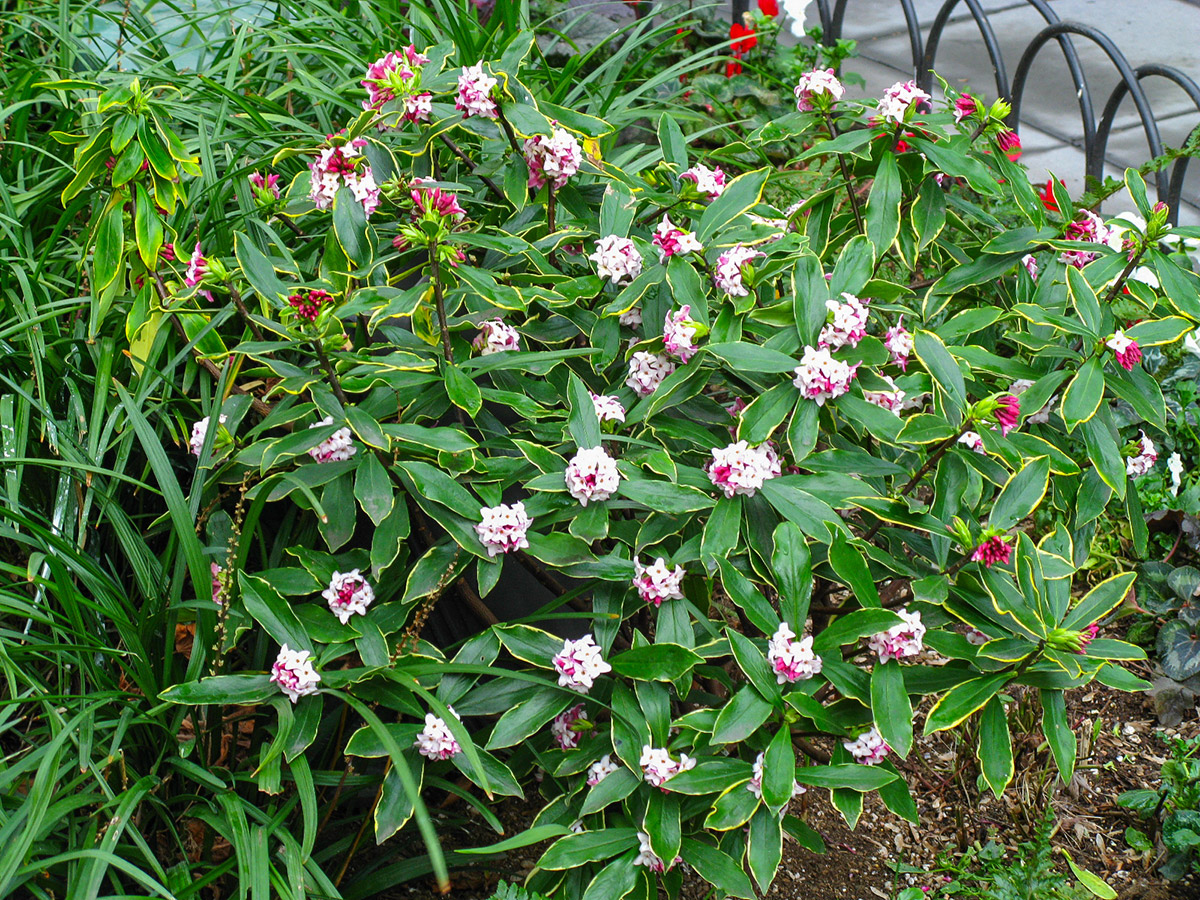 variegated winter daphne
