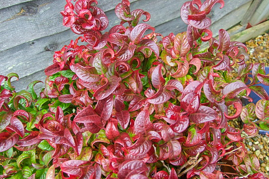 biografi Ambassade sarkom Curly Red Leucothoe - Plants4Home