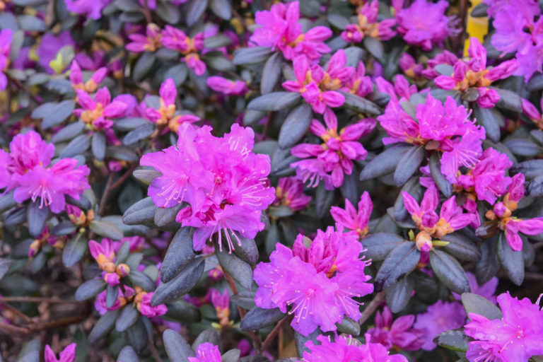 PJM Elite Rhododendron - Plants4Home