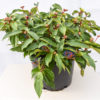 David Viburnum davidii evergreen shrub