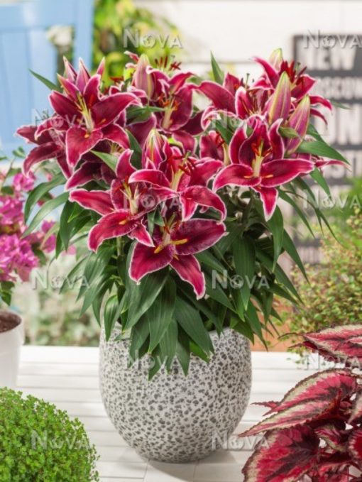 Oriental Lily Magny Course