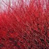 Red Twig Dogwood without leaves