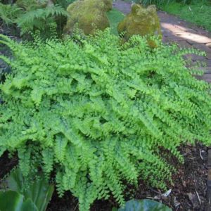 Herbaceous Ferns