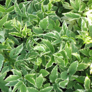 Herbaceous Groundcovers
