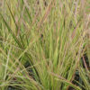 Deschampsia Northern Lights Ornamental Hair Grass