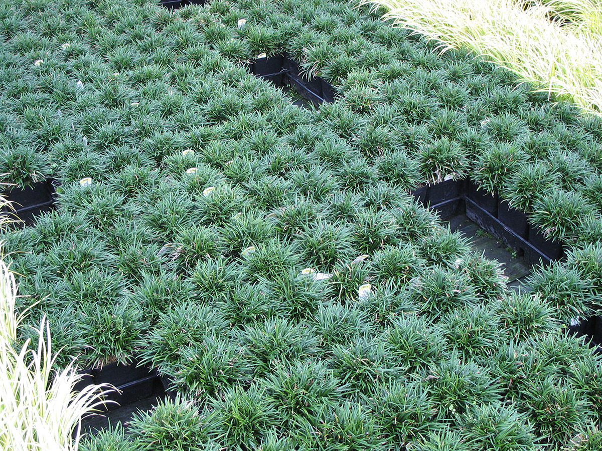 Dwarf Mondo Grass - Plants4Home