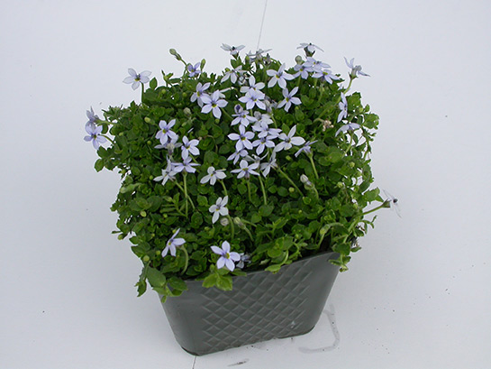 Pratia pedunculata Blue Star Creeper - Plants4Home