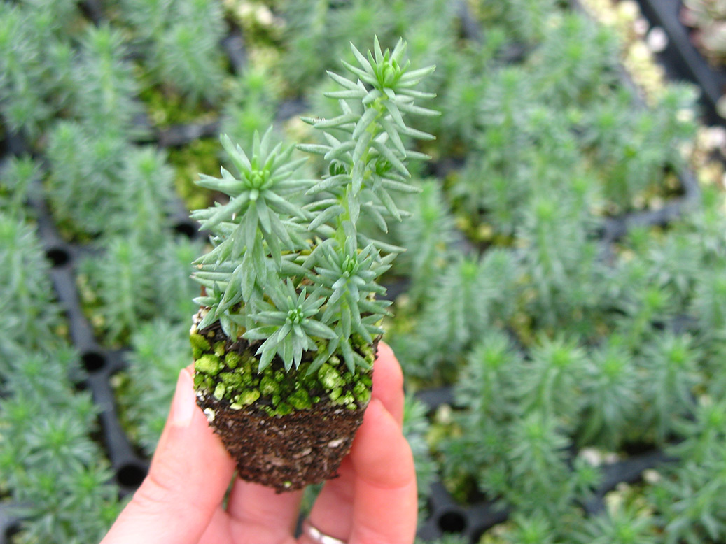 Blue Spruce Stonecrop Plants4home