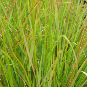 Pheasant Tail Grass