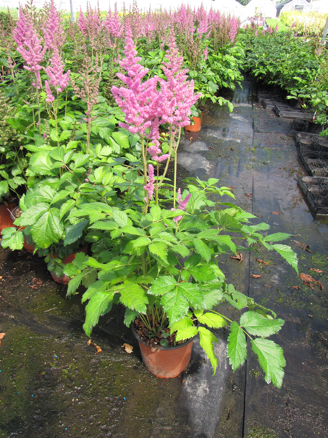 Visions in Pink Astilbe - Plants4Home