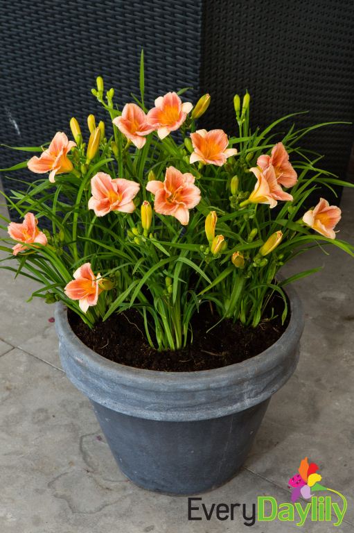 Forever Cerise Daylily - Plants4Home