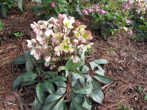hellebore-pink-frost