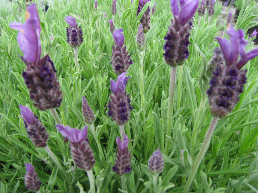 Buy Spanish lavender with dark violet purple flowers free delivery