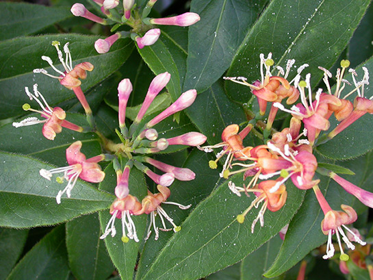 Honeysuckle Large 6-7ft Specimen Plant Lonicera henryi Evergreen Honeysuckle