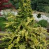fernspray gold tree for sale online