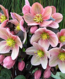 helleborus pink frost for sale