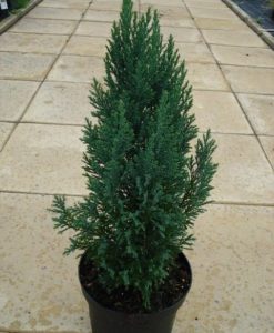 lawson cyress tree for sale online