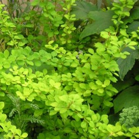 shrubs_barberry_lime_glow_japanese_barberry_large