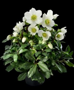 Winter blooming white flowered hellebore Jacob perennial for garden