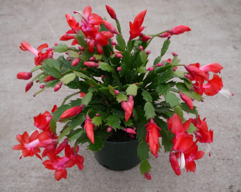 red christmas cactus for sale on line
