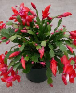 red christmas cactus for sale on line