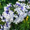 Agapanthus 'Twister' for sale online