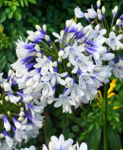 Agapanthus 'Twister' for sale online