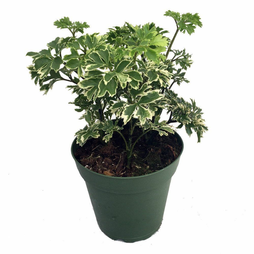 aralia bonsai snowflake houseplant plants4home