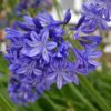 Agapanthus 'Northern Star' for sale online