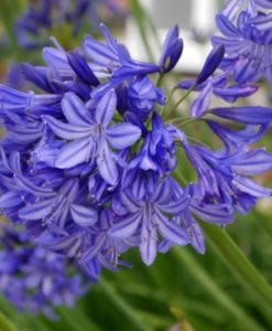 Agapanthus 'Northern Star' for sale online