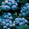 blueberry for sale