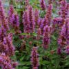 agastache for sale