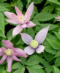 clematis markhams pink for sale