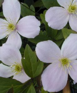 clematis pink perfection for sale online