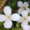 clematis rubens for sale online