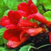 red trumpet vine for sale online