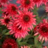 echinacea giddy pink coneflower for sale