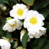 hellebore snow frills for sale