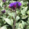 lungwort diana clare for sale online