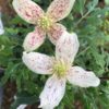 Clematis cirrhosa var. balearica for sale online